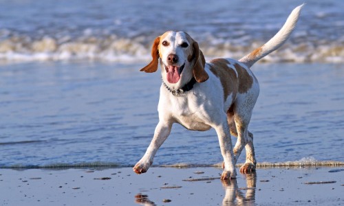 6 σημάδια που δείχνουν ότι ο σκύλος σας είναι ευτυχισμένος